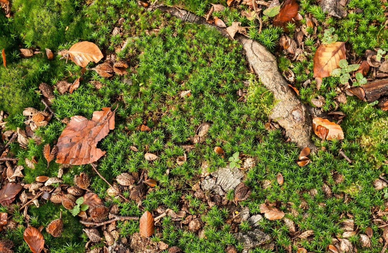 Forest Floor Scrub (Grounding)